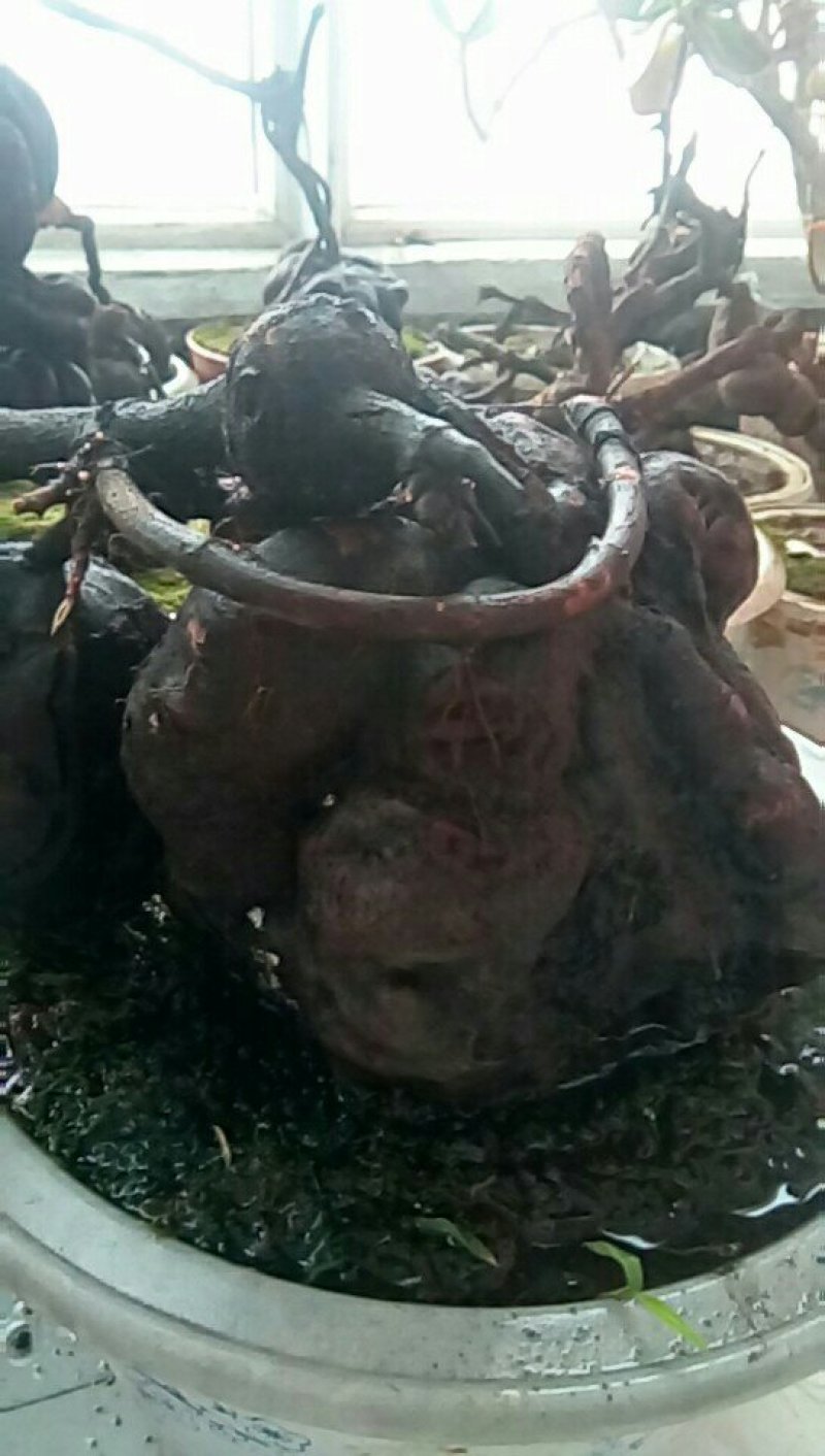 纯野生红何首乌盆栽