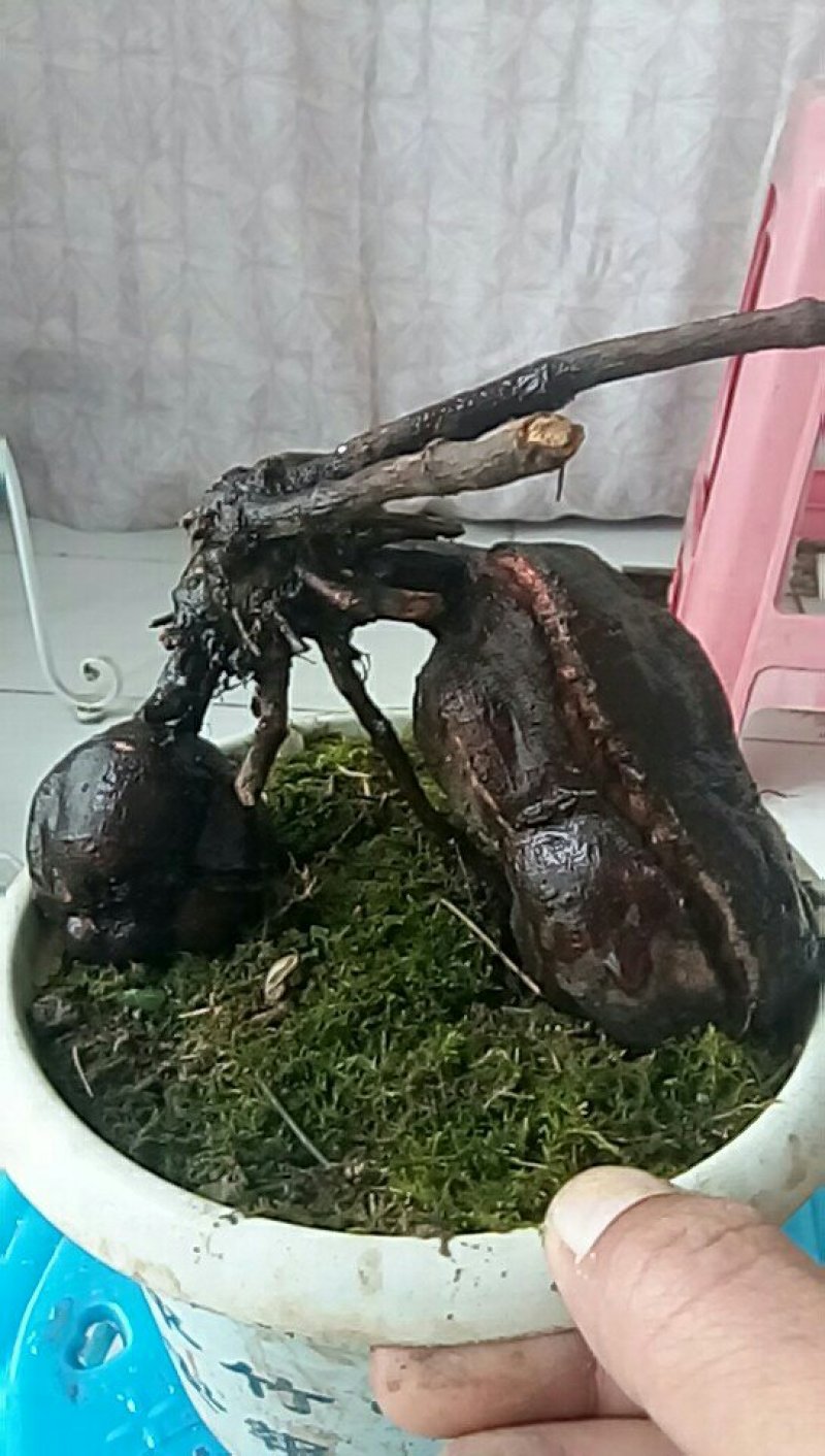 纯野生红何首乌盆栽