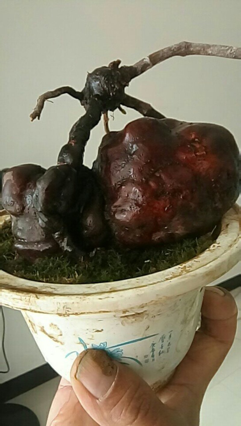 纯野生红何首乌盆栽