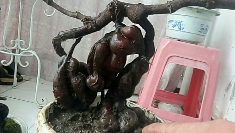 纯野生红何首乌盆栽
