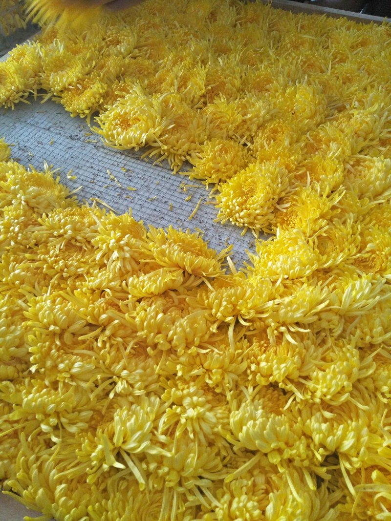 金丝皇菊茶