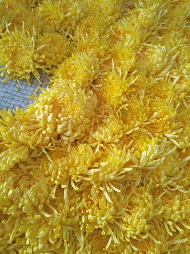 金丝皇菊茶