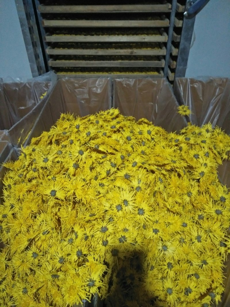 金丝皇菊茶