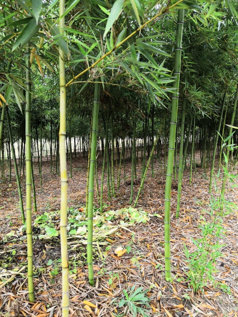 小叶毛竹1一4公分