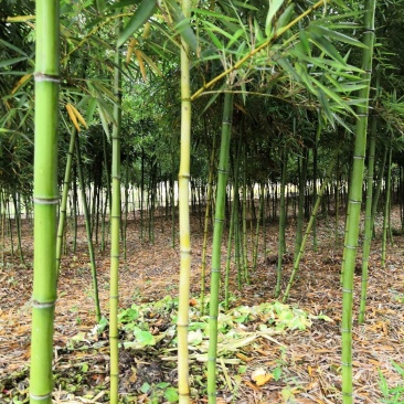 小叶毛竹1一4公分