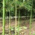 小叶毛竹1一4公分