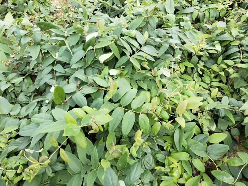 高产金银花种苗接单中
