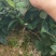 高产金银花种苗接单中