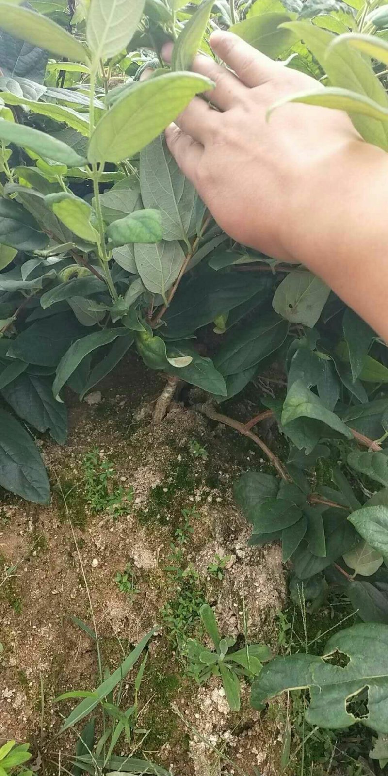 高产金银花种苗接单中