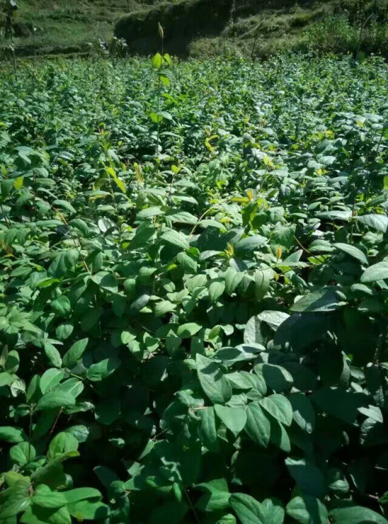 高产金银花种苗接单中
