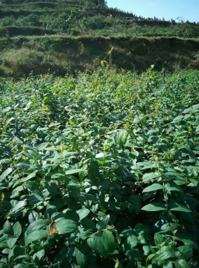 高产金银花种苗接单中