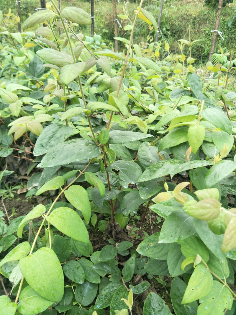 高产金银花种苗接单中