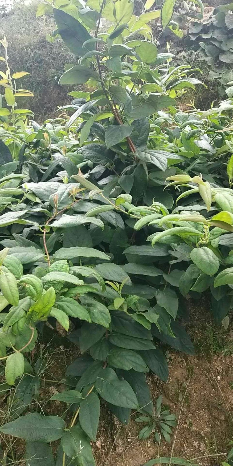 高产金银花种苗接单中