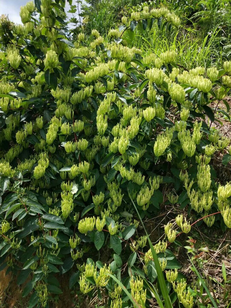 高产金银花种苗接单中