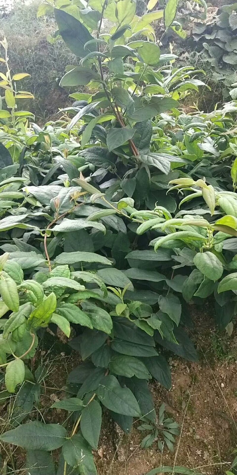 高产金银花种苗接单中