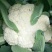 小米粒白面青梗有机菜花2~3斤散花乳白