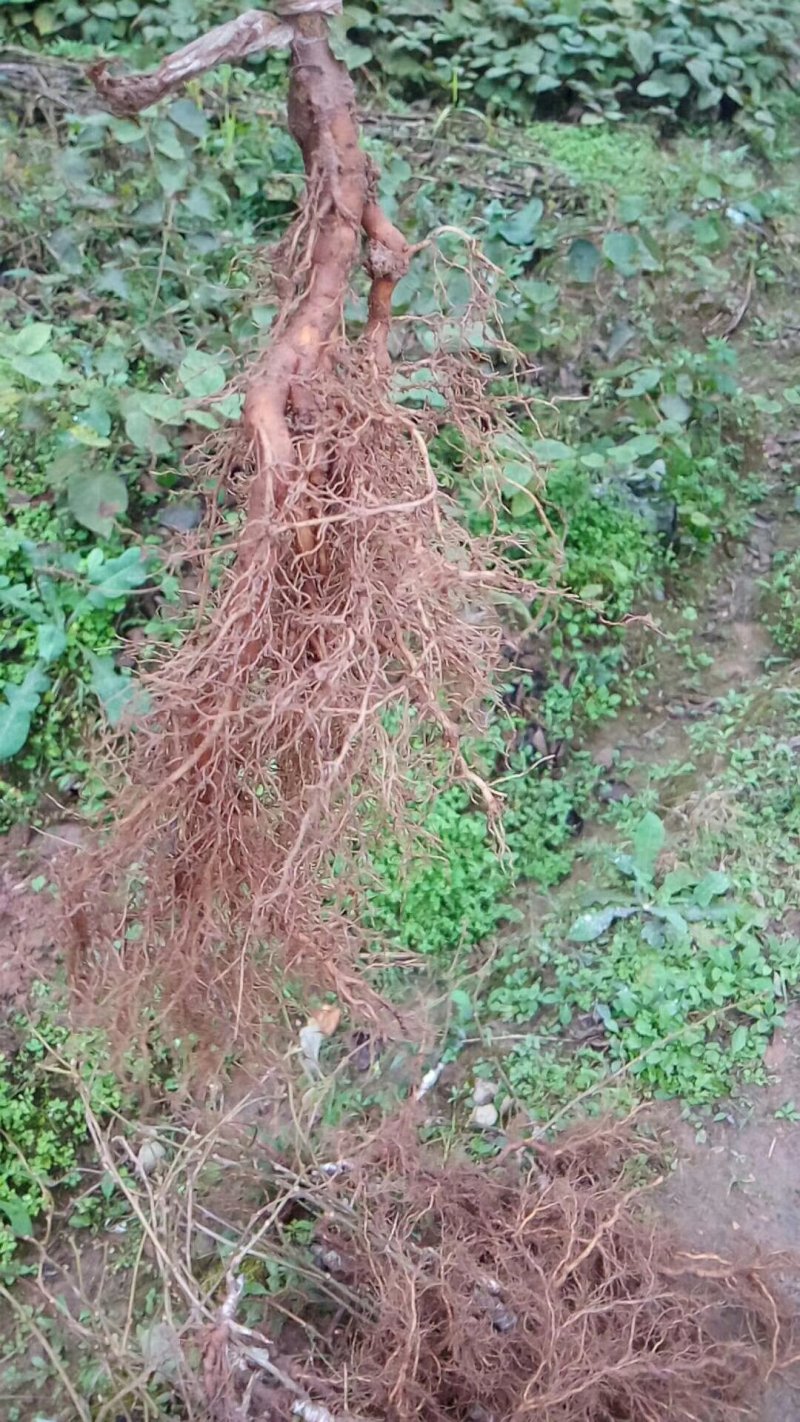 红心猕猴桃苗(东红）抗病，抗寒，2年结果。现挖现挖发。
