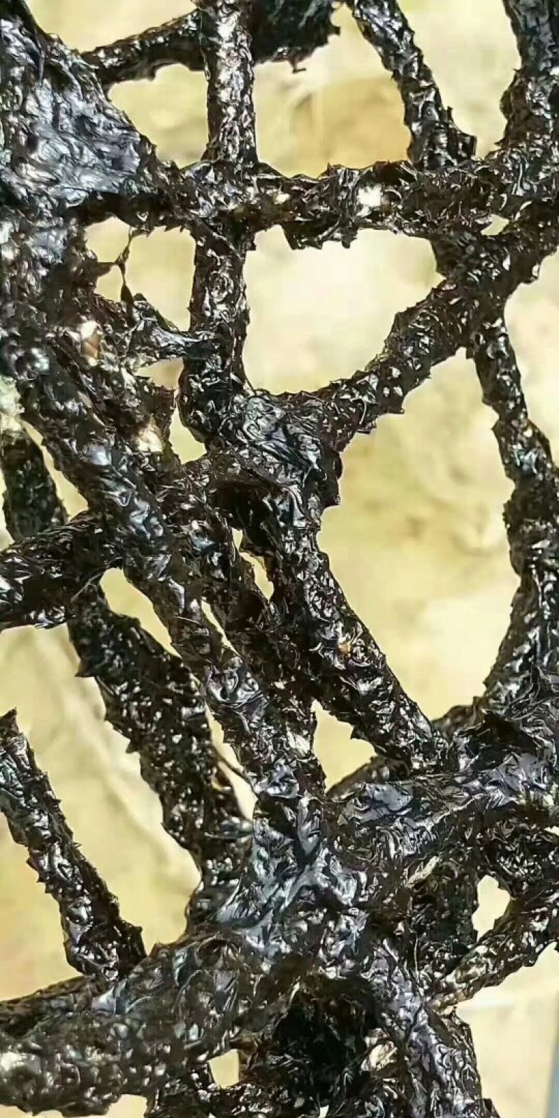 正宗六鳌紫菜