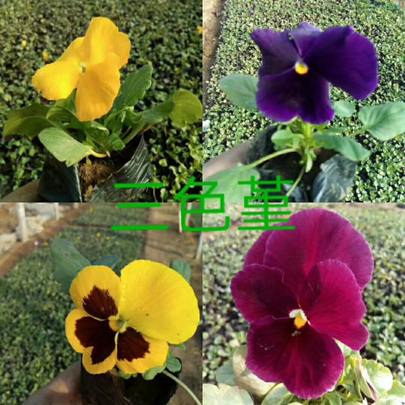 三色堇，角瑾，基地直销，常年供应各种绿化苗木