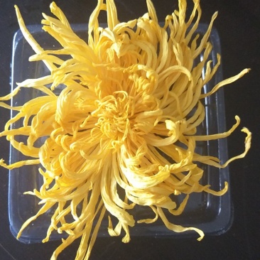 金丝皇菊