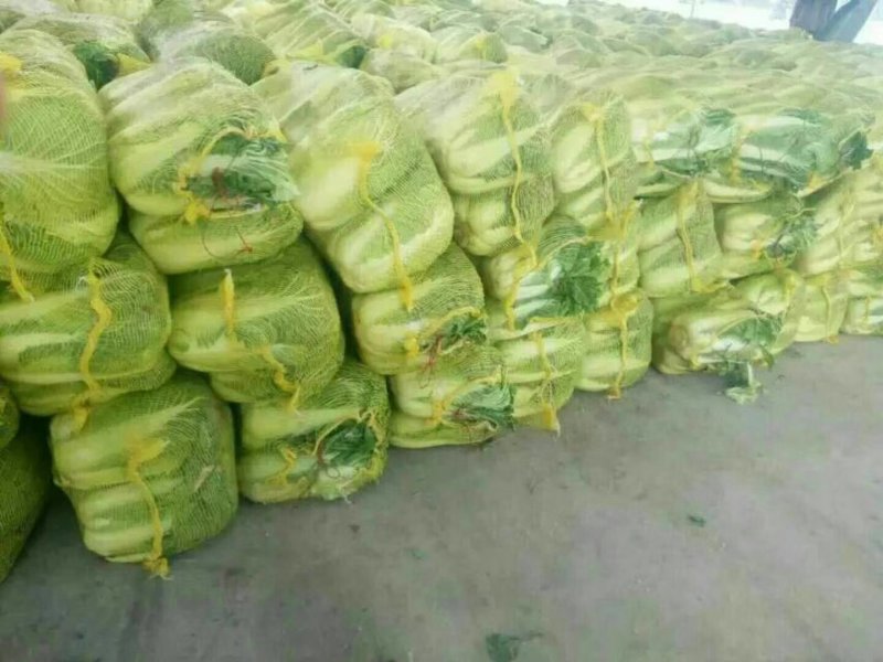 青杂白菜(产地直供)货源充足，绿翠源果蔬专业合作社