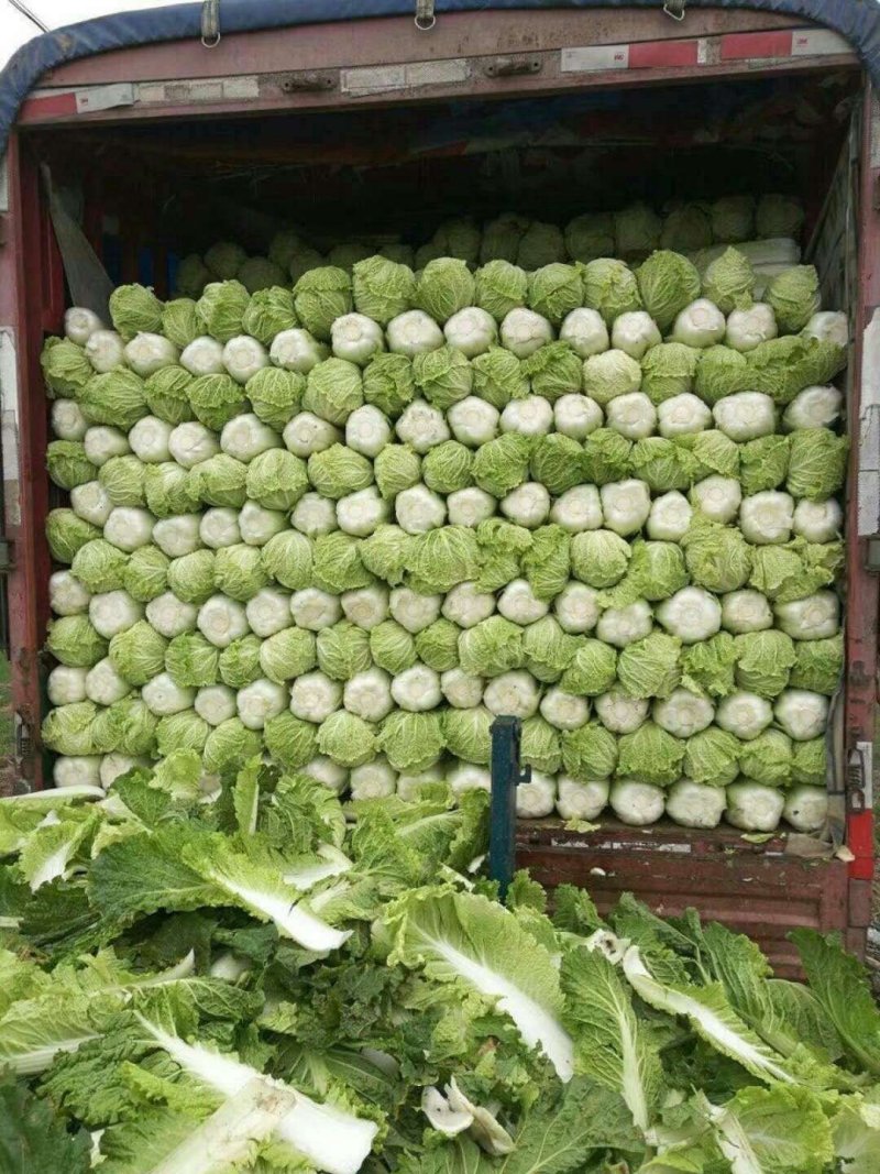 青杂白菜(产地直供)货源充足，绿翠源果蔬专业合作社