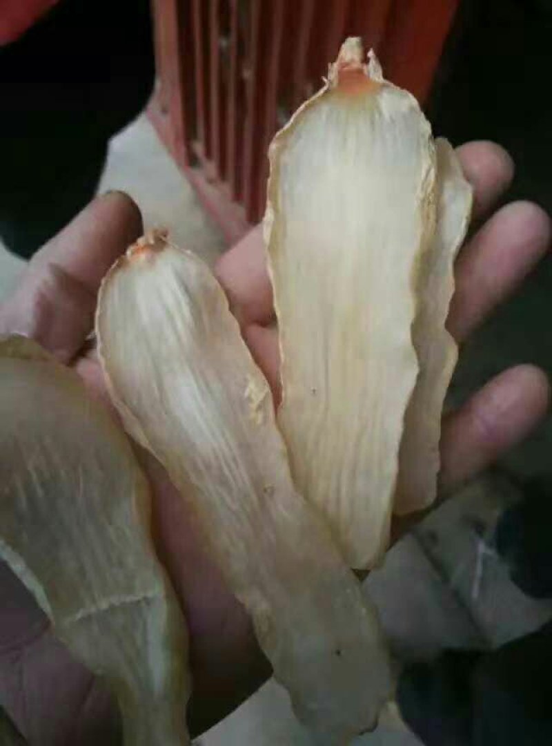 天麻片
