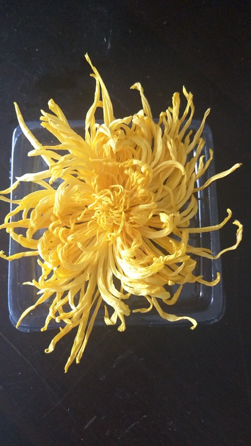 黄山金丝皇菊