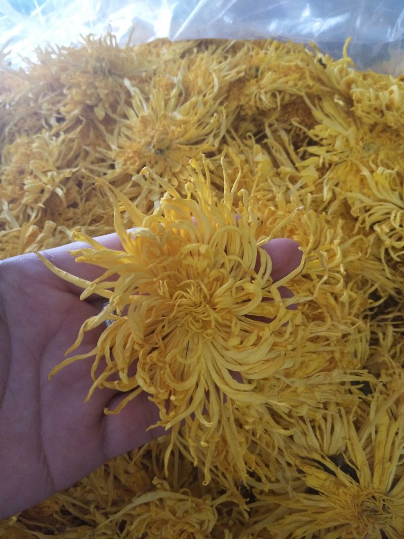 黄山金丝皇菊