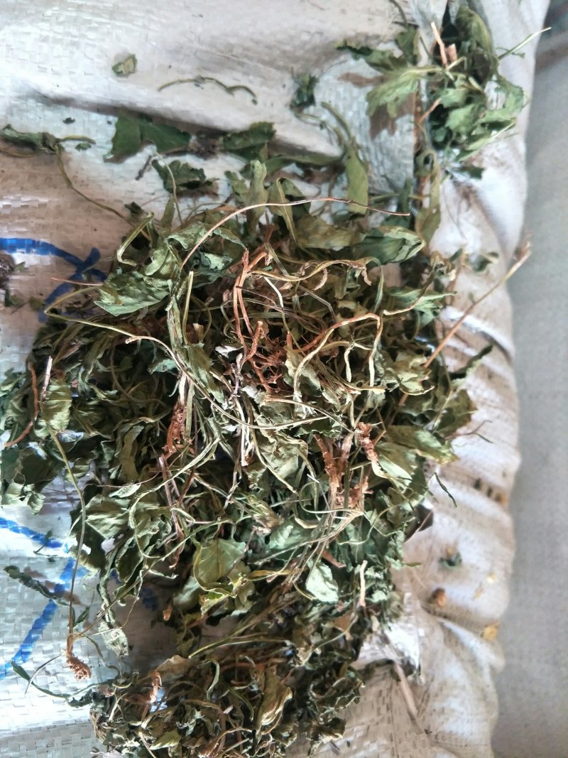 紫花地丁