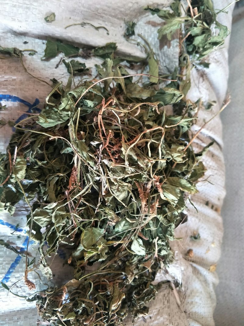 紫花地丁