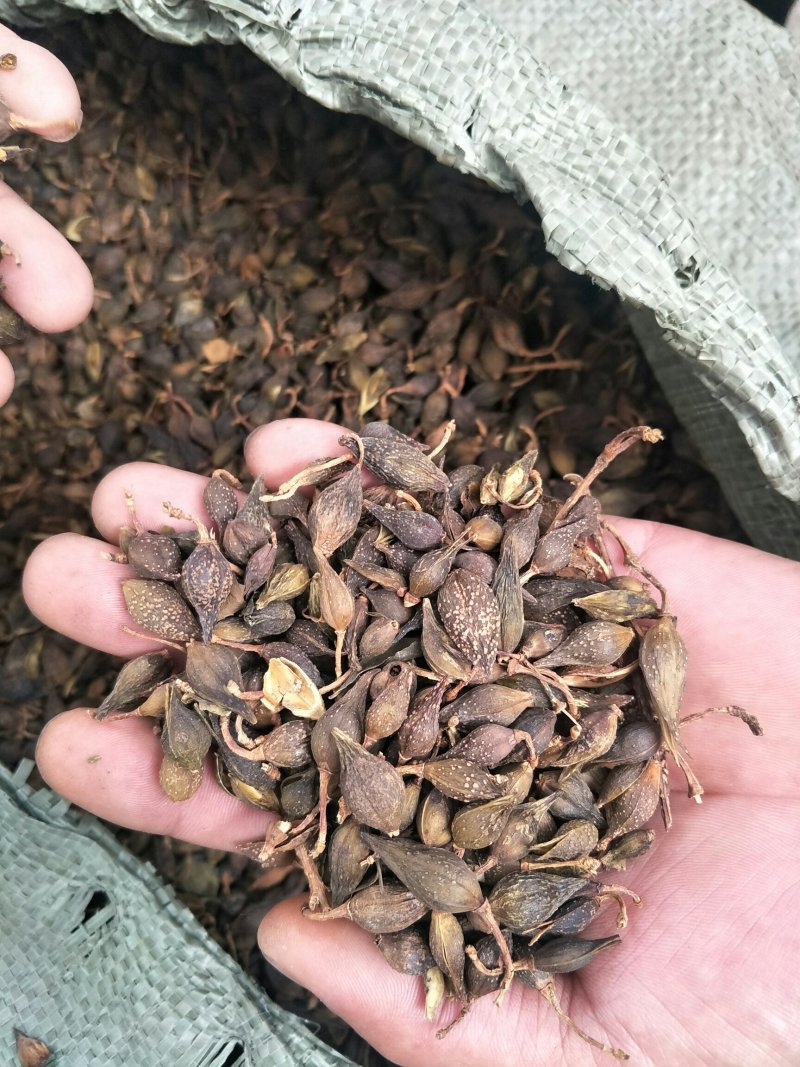 水煮青翘