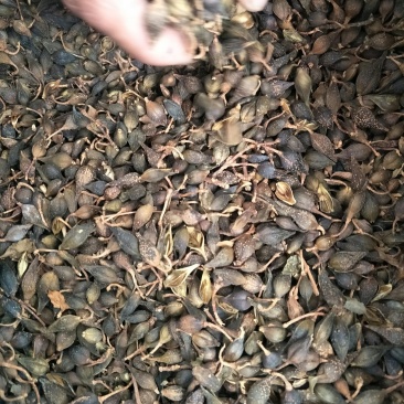 水煮青翘