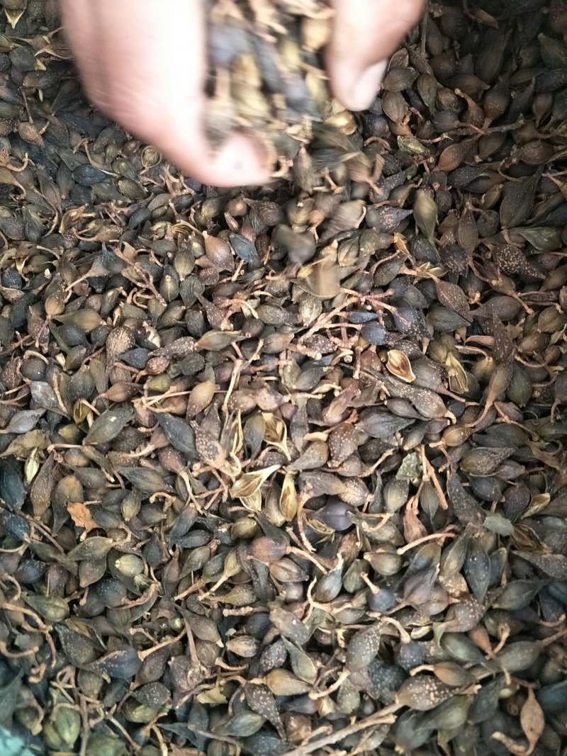 水煮青翘
