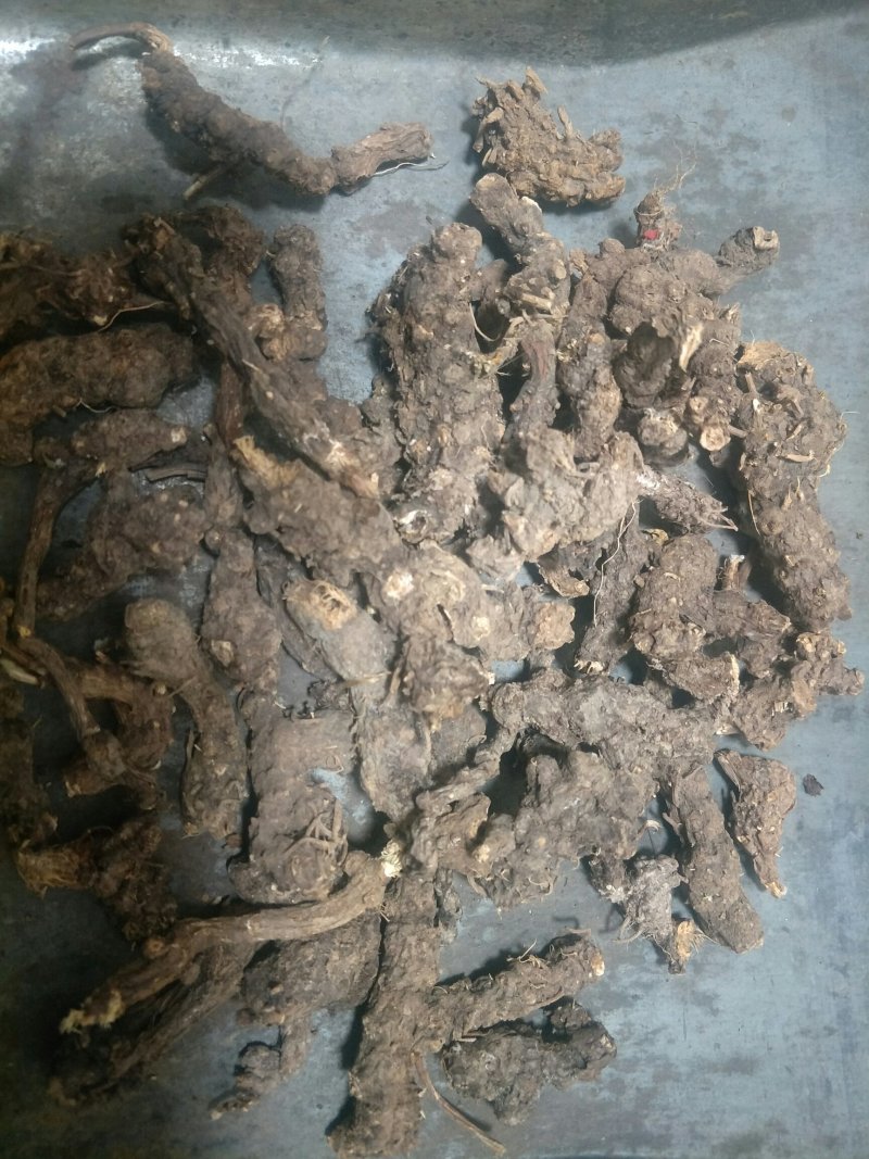 苍术野生货