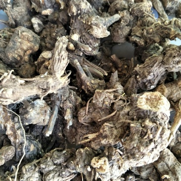苍术
