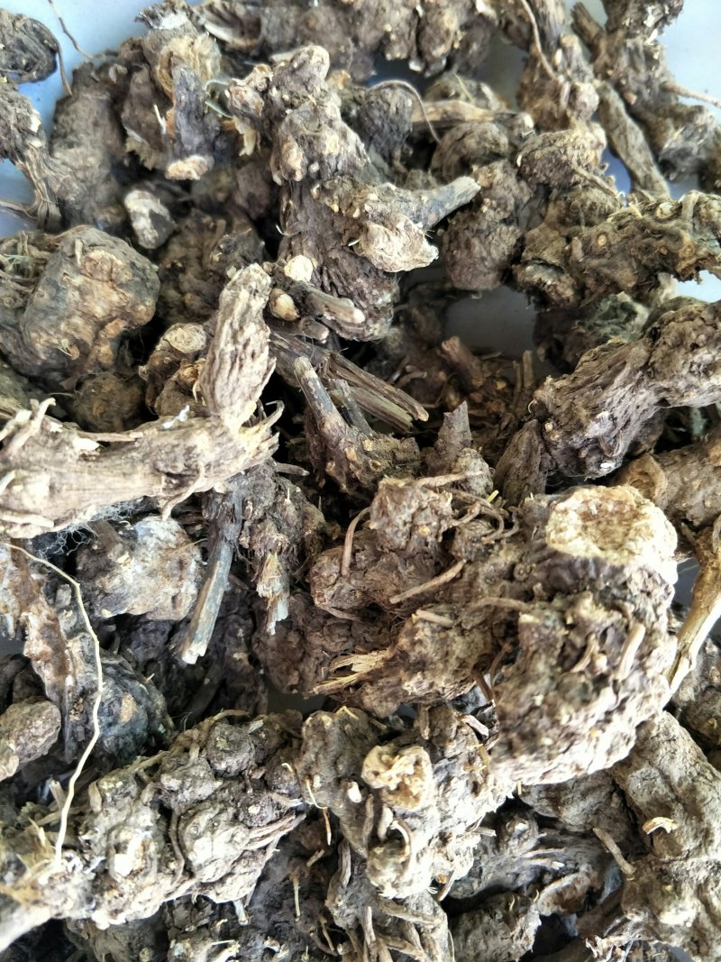 苍术