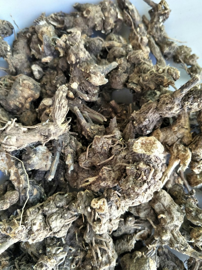苍术