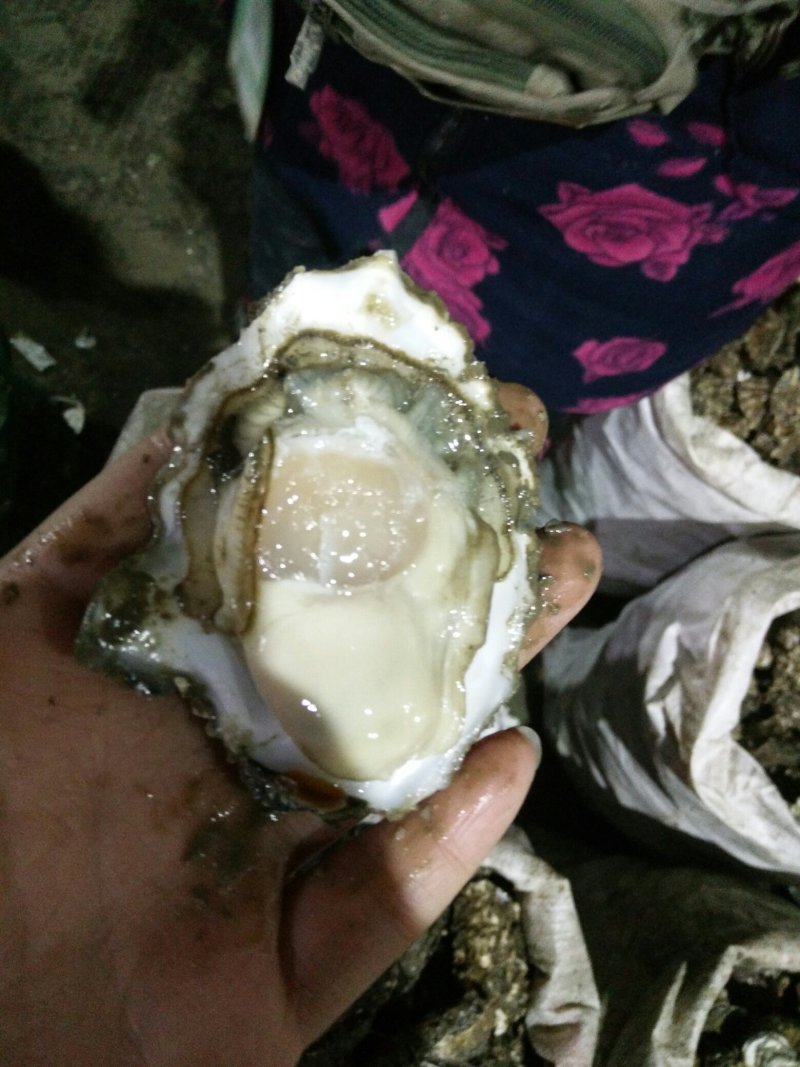 生蚝批发