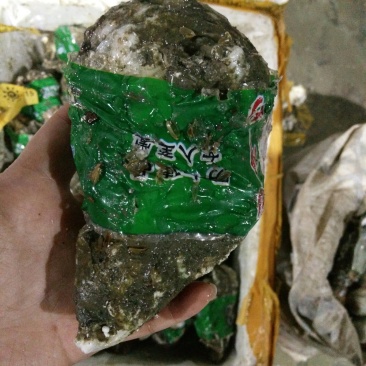 生蚝批发