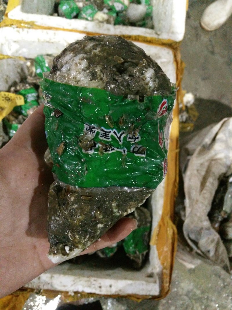 生蚝批发
