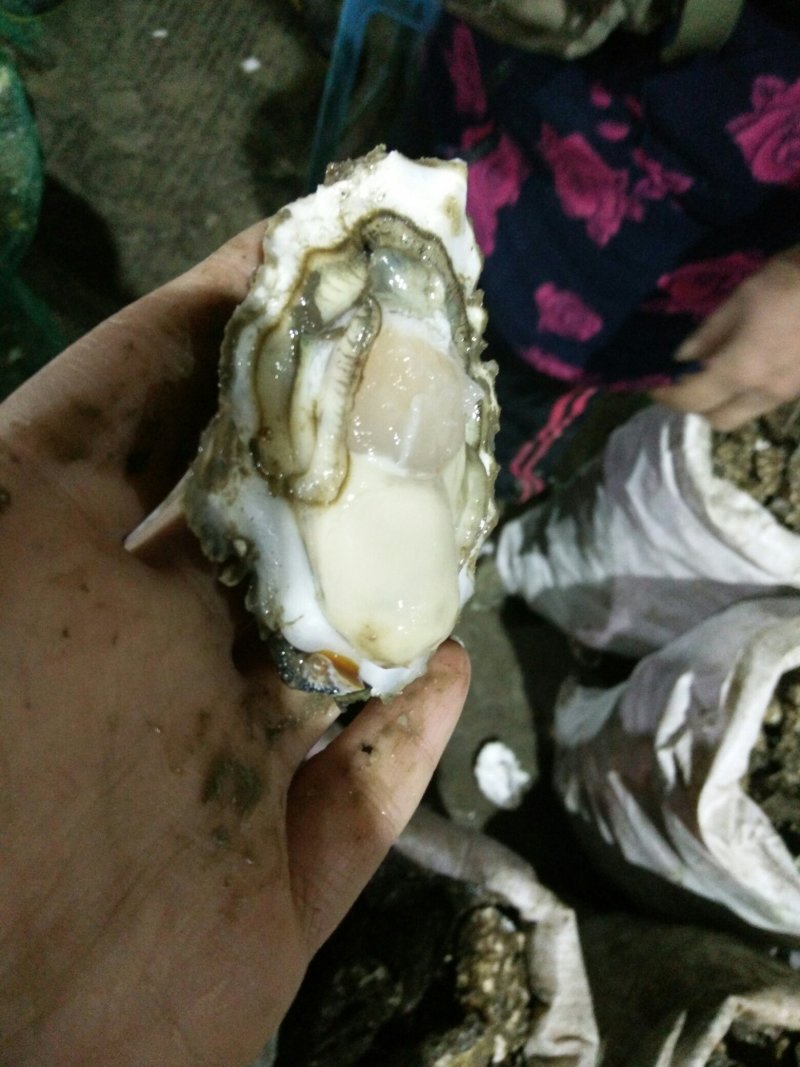 生蚝批发
