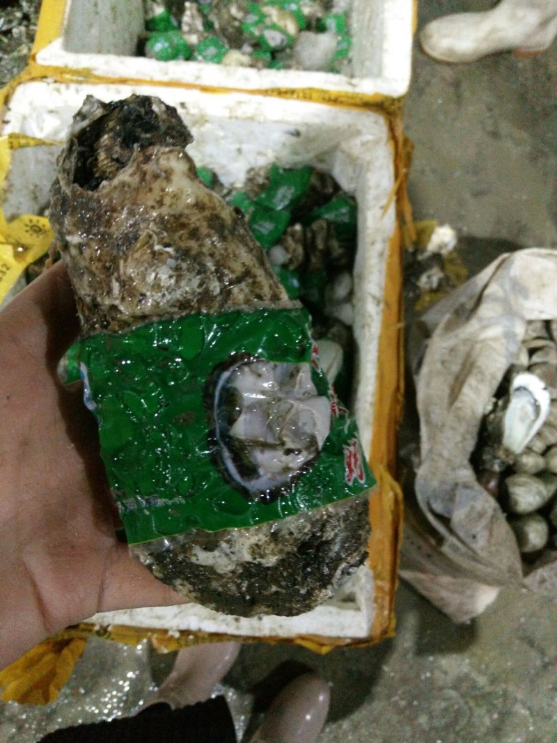 生蚝批发