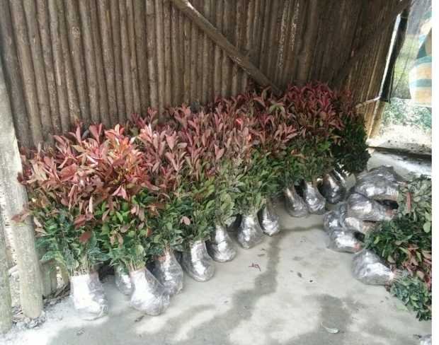 红叶石楠小苗种植前土壤翻耕与施肥