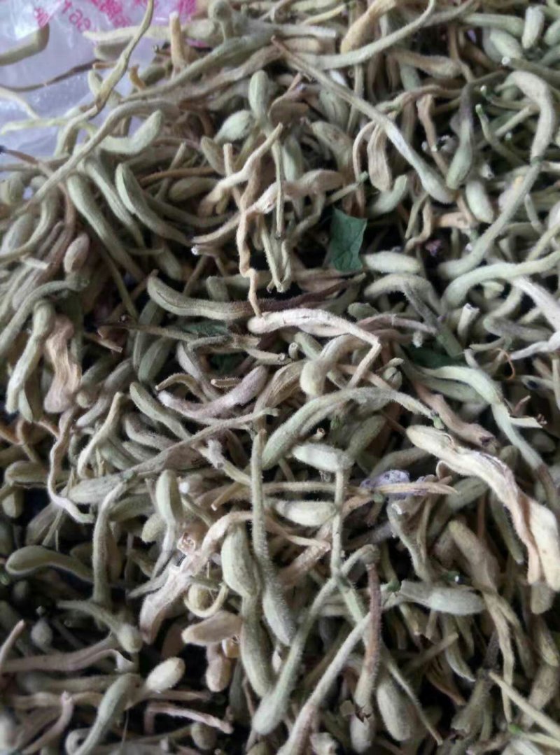 金银花