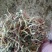 金银花