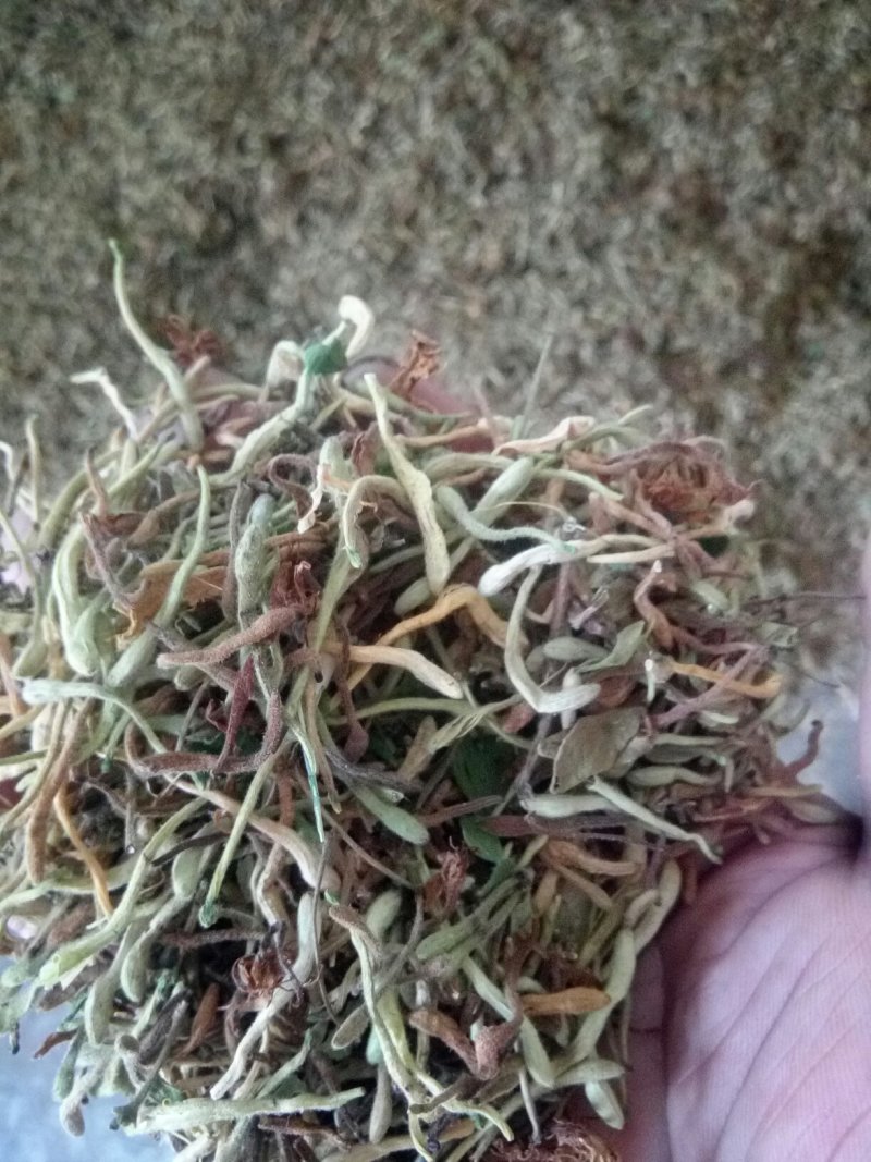 金银花