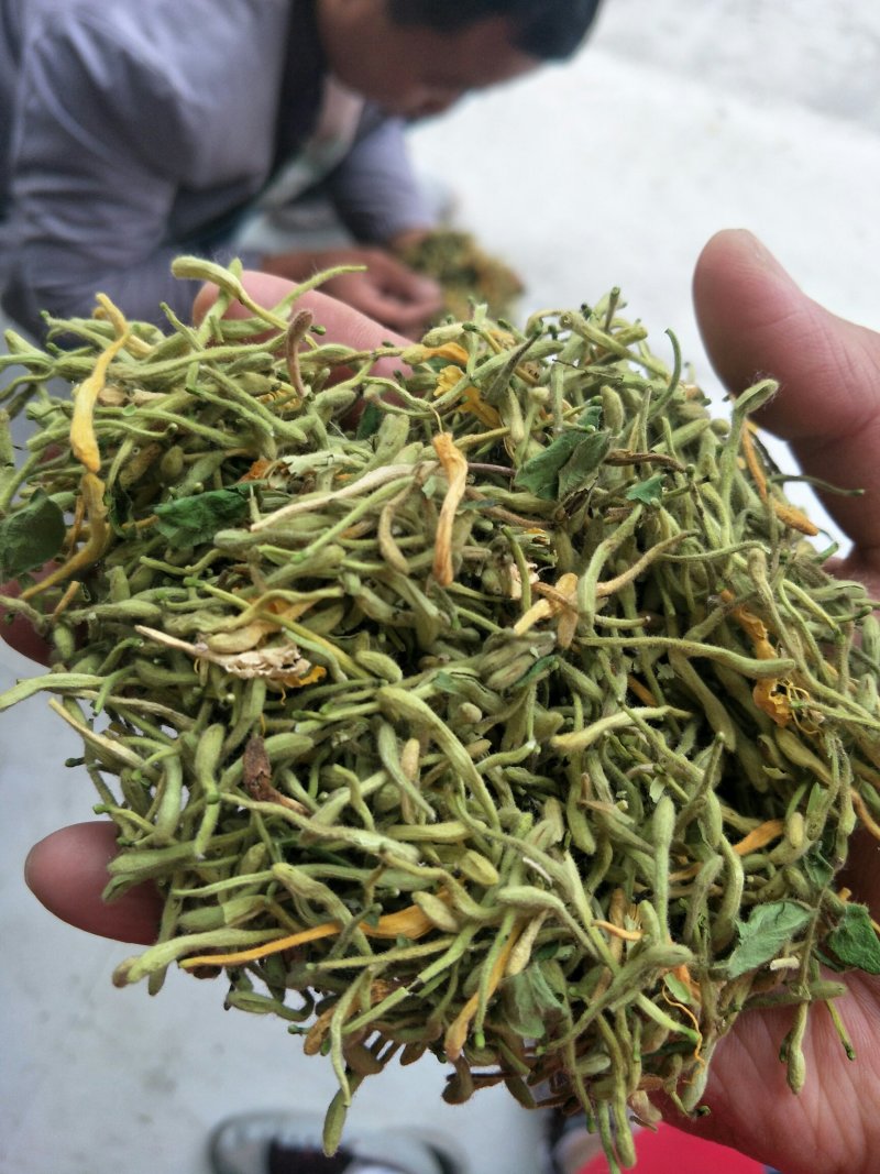 金银花