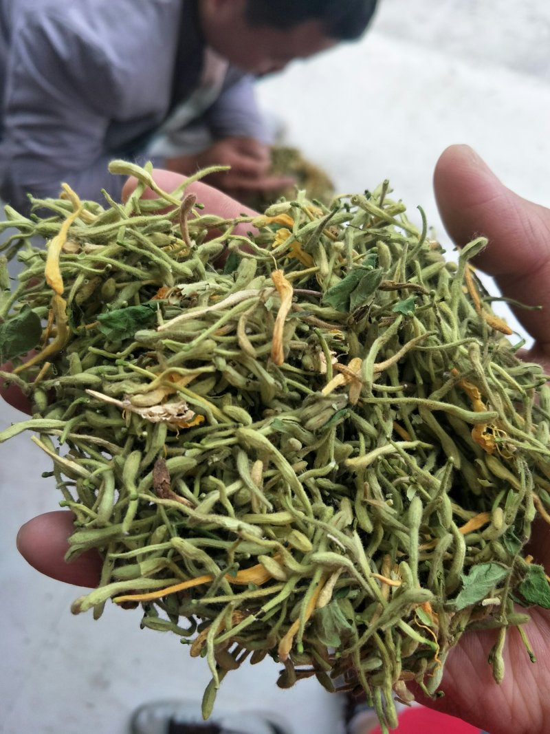 金银花