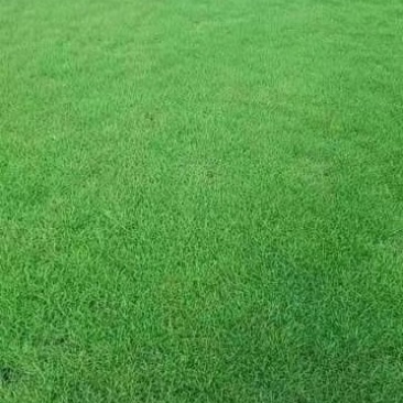 马尼拉